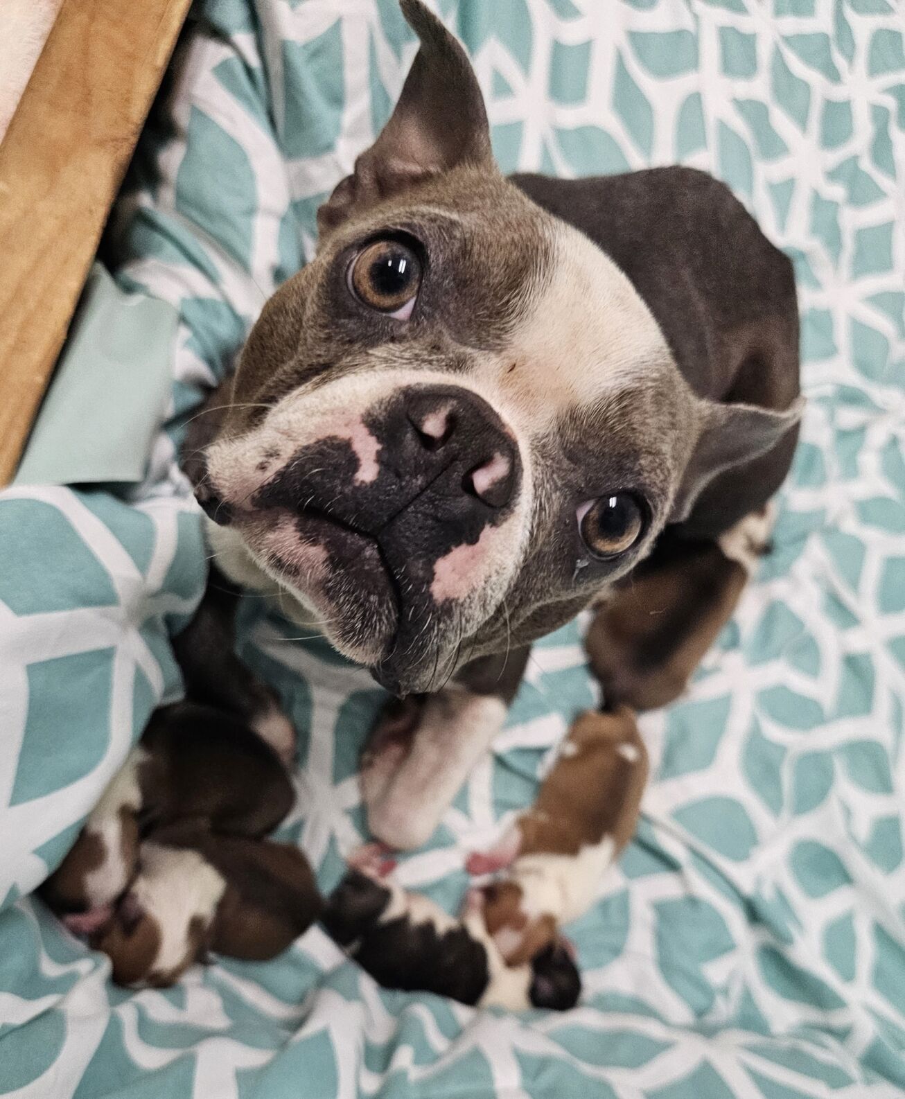 CANDY AND HER PUPPIES